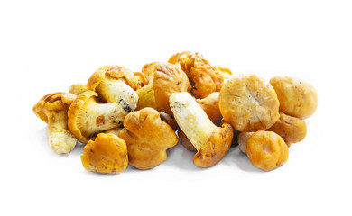 Chanterelle Mushrooms Isolated