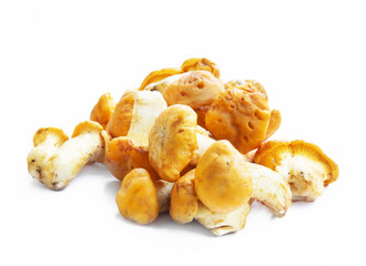 Chanterelle Mushrooms Isolated