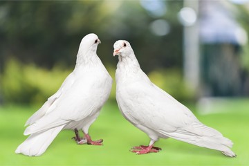 Obraz premium Love, white, pigeon.