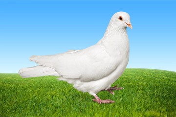 Love, white, pigeon.