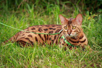 A single bengal cat in natural surroundings
