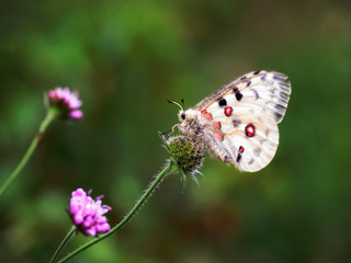 Red Apollo Butterfly