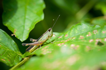 Grasshopper on leaf
