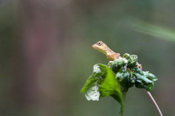 Gila macro in Thailand
