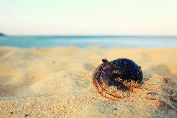 crab on sand beach coast