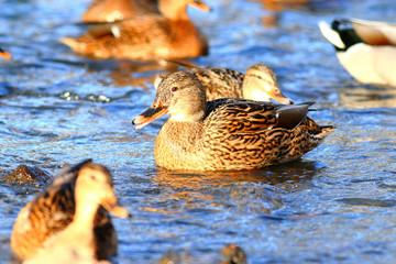 landscape wildlife duck drakes