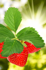 strawberries in the garden