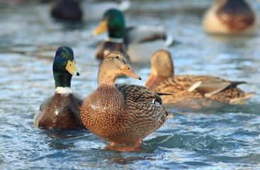water duck flock of birds