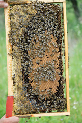 Bees honeycomb with capped brood