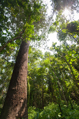 Flower in The Garden at Angkhang mountain, chiangmai
