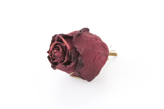 dry red rose