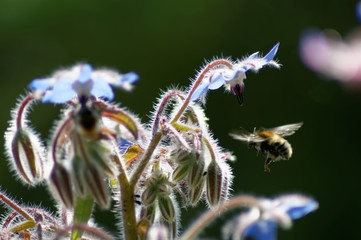 Borretsch (Borago officinalis) Blüten und Knospen mit Biene (Api