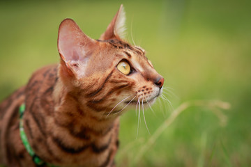 A single bengal cat in natural surroundings