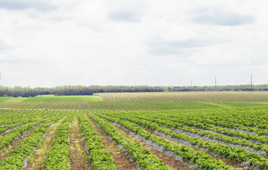 Fototapeta na wymiar Farm field where strawberries grown