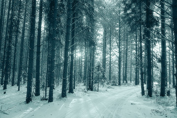 winter forest landscape monochrome