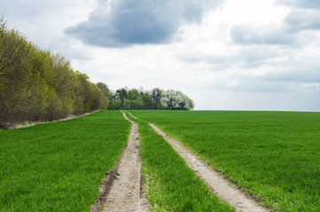 Fototapeta na wymiar land road in the green field