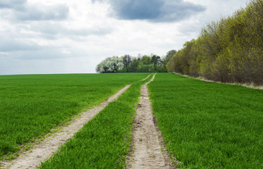 Fototapeta na wymiar land road in the green field