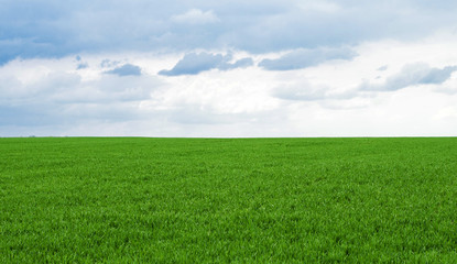 Fototapeta na wymiar Green wheat field against the sky