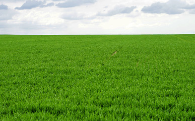 Green wheat field against the sky