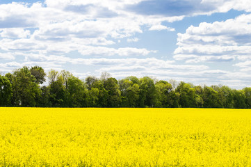 Fototapeta premium blue sky with clouds and yellow field