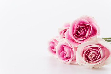 white and pink rose on white background