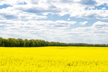 blue sky with clouds and yellow field