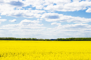  blue sky with clouds and yellow field