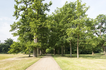 Naklejka premium lane with green trees