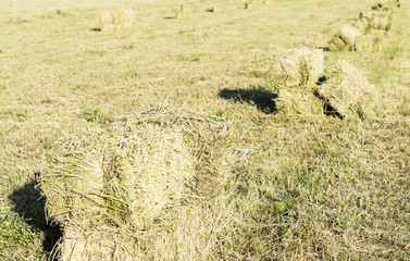 Cubic bales of dry hay