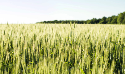 Field sown cereals - wheat