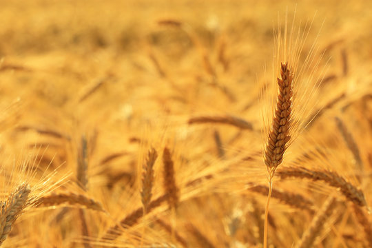 field of gold and ripe ears of corn
