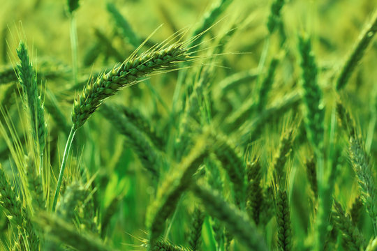 field of gold and ripe ears of corn