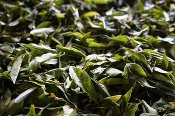 Thé,fabrication usine Sri Lanka