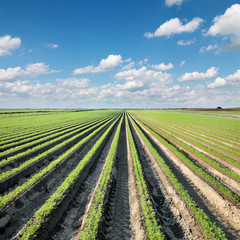 Agriculture, carrot field in summer with blue sky and clouds