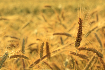 field of gold and ripe ears of corn