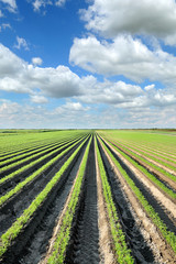 Agriculture, carrot field in summer with blue sky and clouds