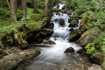 Obraz premium Small river in the forest