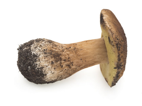porcini mushrooms isolated on white background