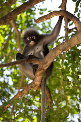 Brillenblattaffe im Baum
