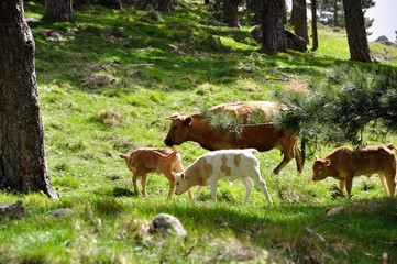 vacances en Corse