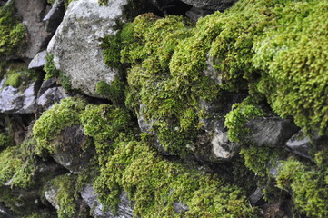 textura de musgo