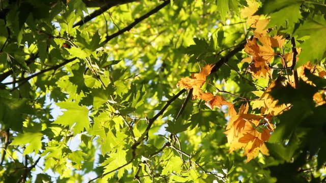 A Yellow Tree Branch Among Green
