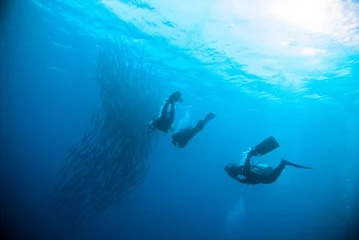 Gordijnen mackerel barracuda kingfish diver blue scuba diving bunaken indonesia ocean © fenkieandreas