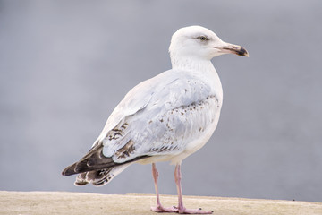 Silbermöwe sitzt im Hafen