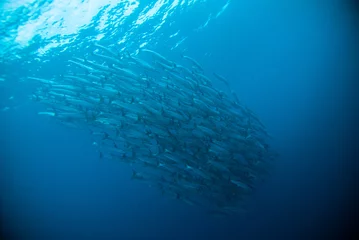 Stickers pour porte Plonger maquereau barracuda kingfish plongeur bleu plongée sous-marine bunaken indonésie océan