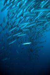 Fotobehang mackerel barracuda kingfish diver blue scuba diving bunaken indonesia ocean © fenkieandreas