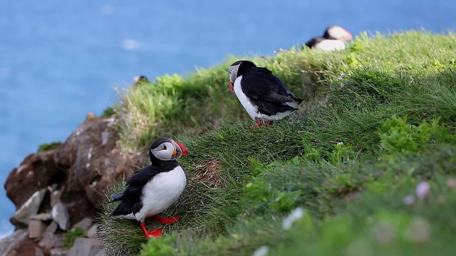 Puffins at the Latrabjarg peninsula in the northern Iceland.