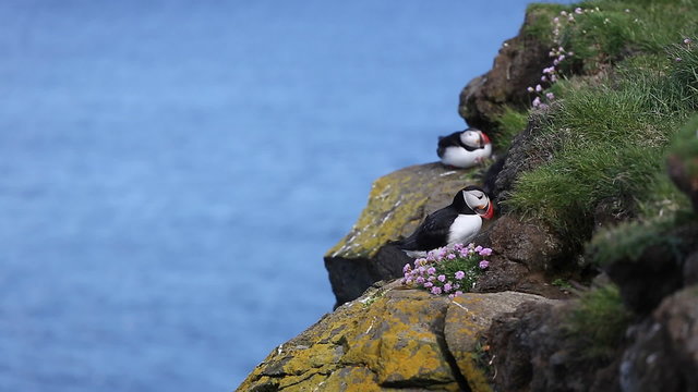Puffins at the Latrabjarg peninsula in the northern Iceland.