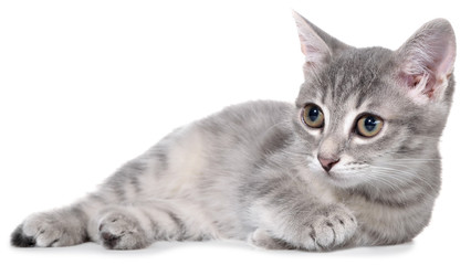 Obraz premium British shorthair tabby kitten lay isolated