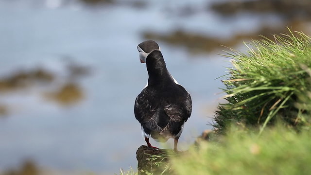 A Puffin at the Latrabjarg peninsula in the Westfjords of Iceland.